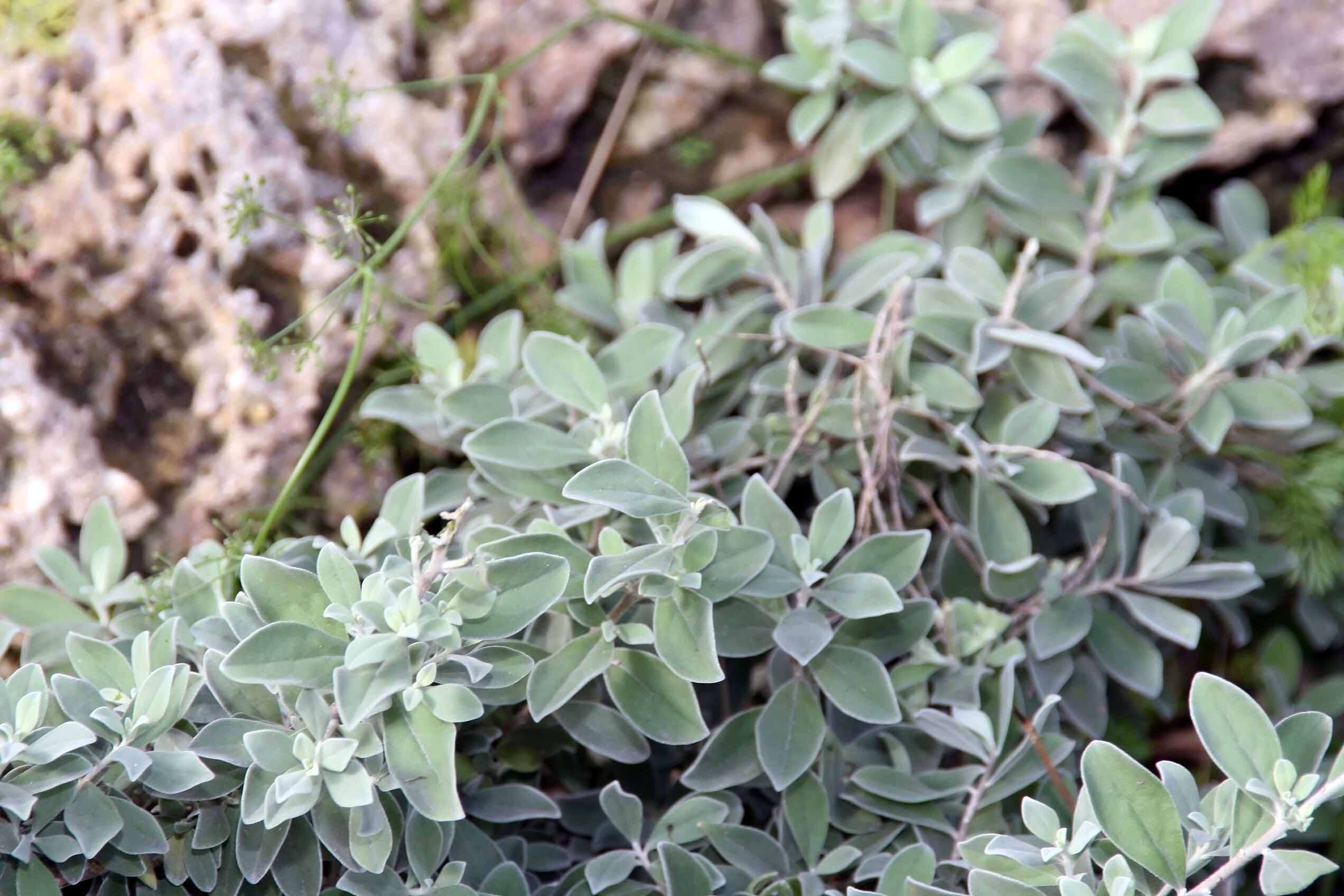 Imagem de Leucophyllum frutescens (Berl.) I. M. Johnston