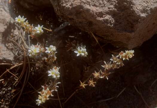 Sedum fuscum Hemsl. resmi