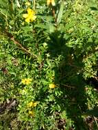 Image of shrubby yellowcrest