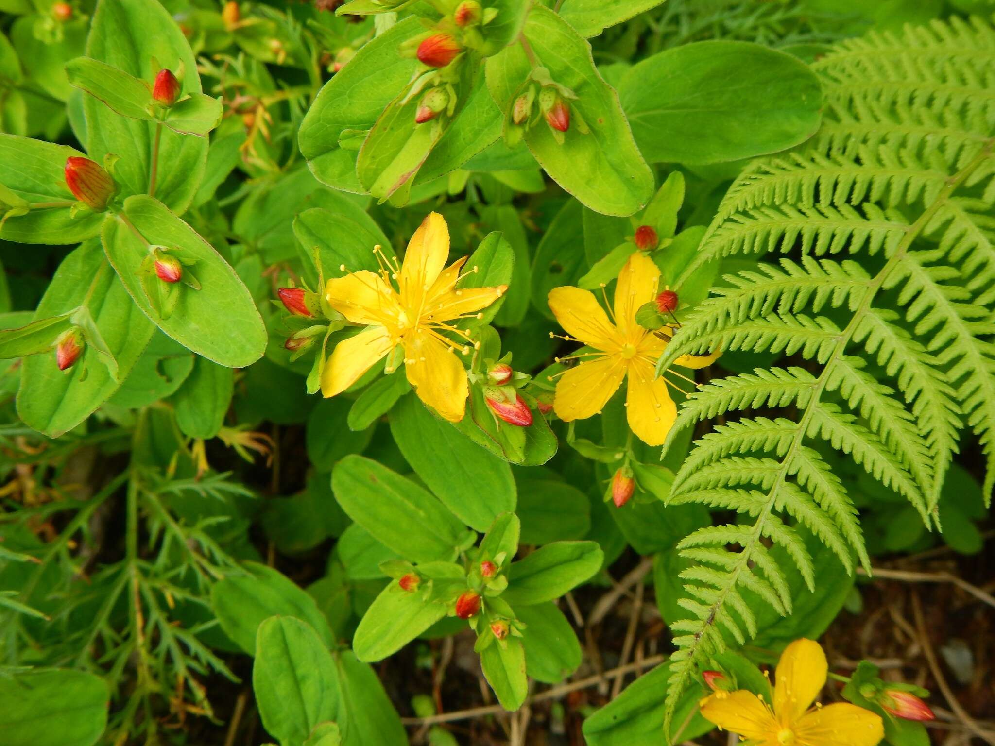 Image of Hypericum senanense subsp. senanense