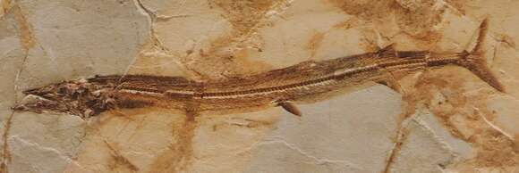 Image of barracudinas