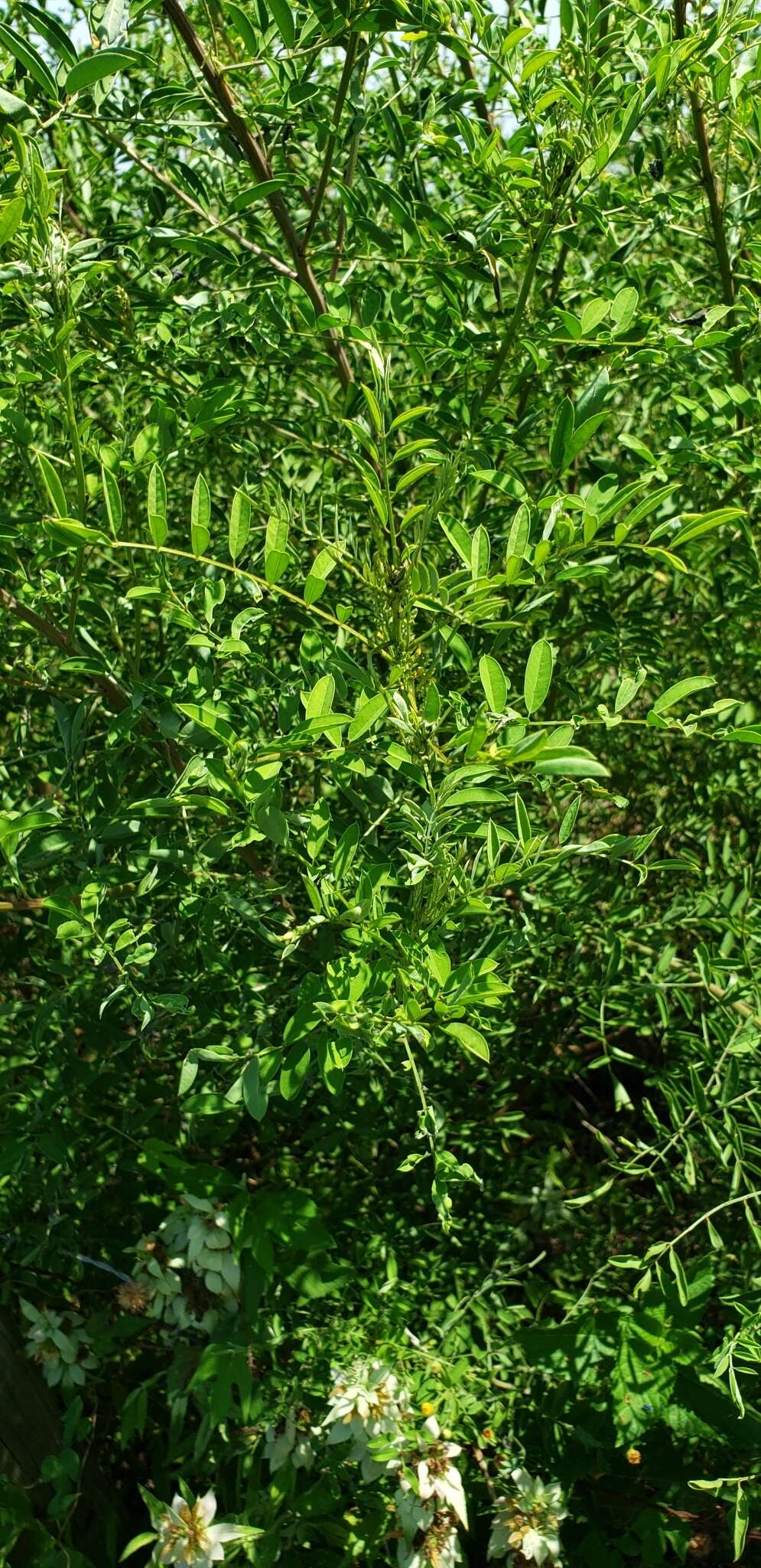 Sivun Indigofera suffruticosa Mill. kuva