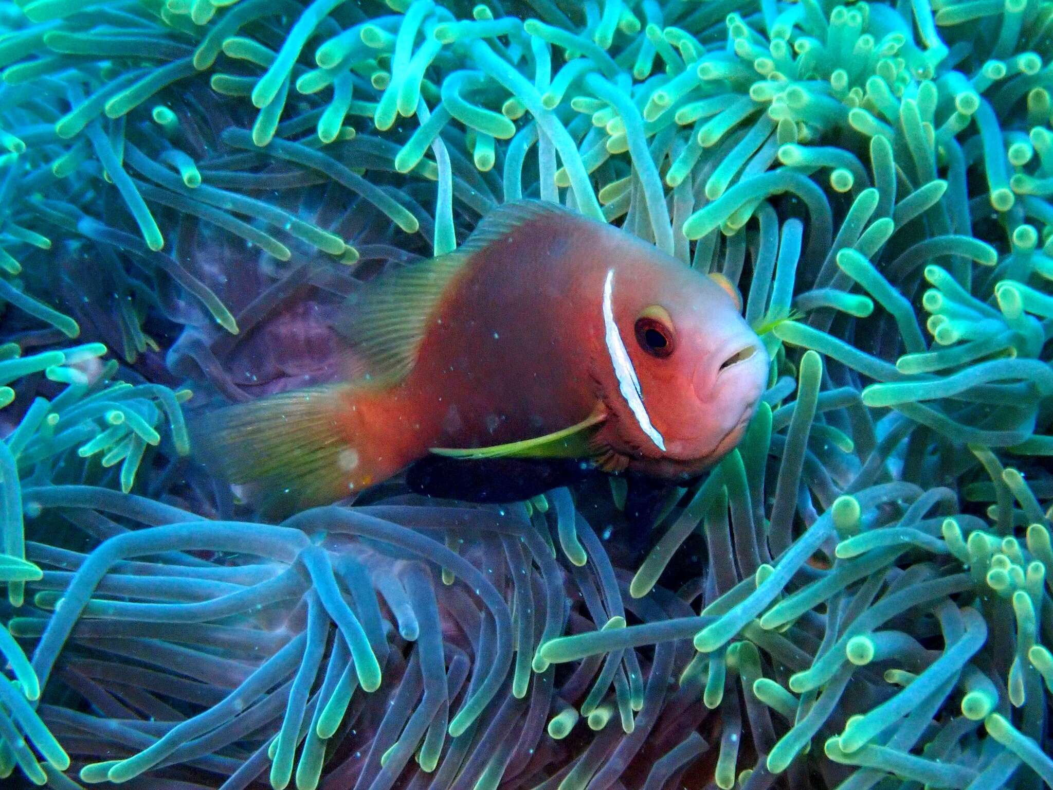 Image of Maldive anemonefish