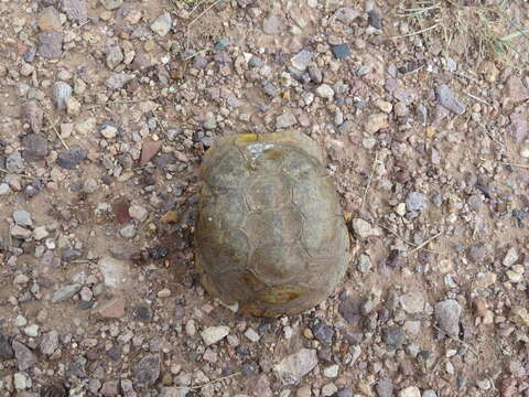 Image of Desert box turtle