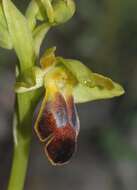 Image of Ophrys fusca subsp. fusca