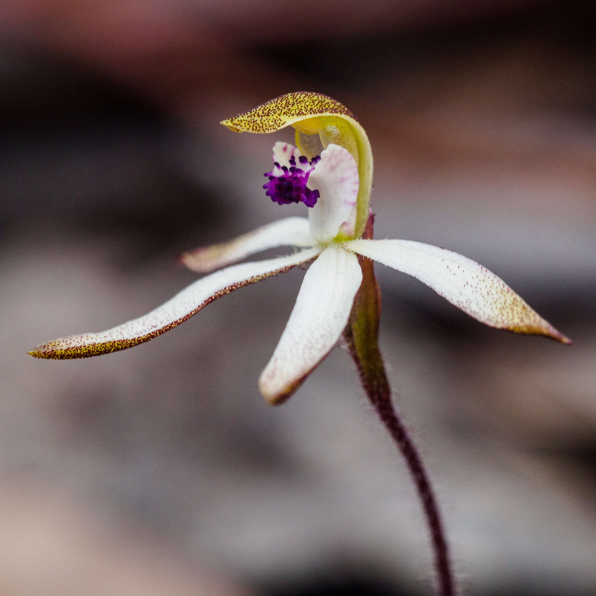 Caladenia atrata D. L. Jones的圖片