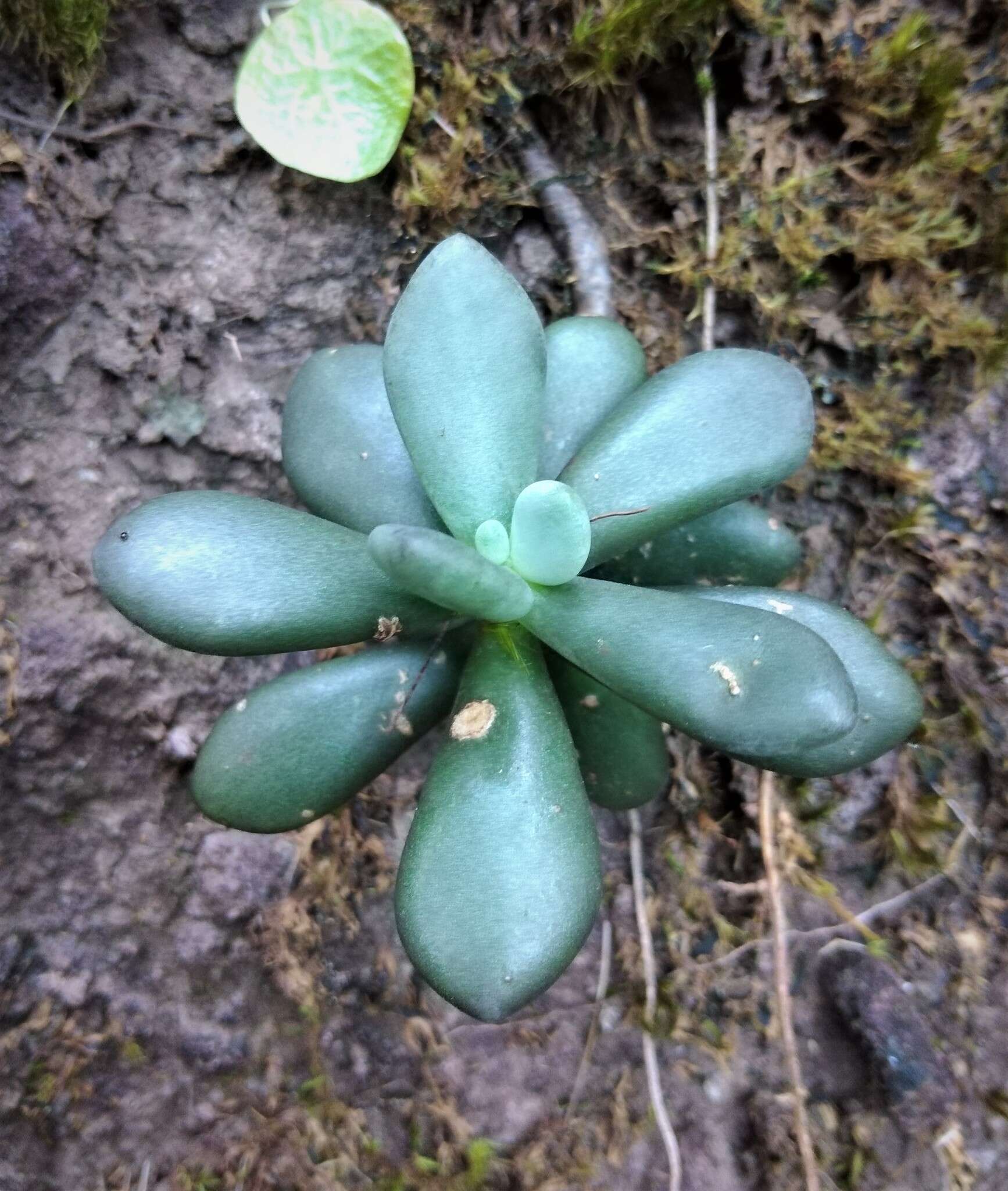 Image de Cremnophila nutans Rose