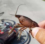 Image of Florida Crayfish