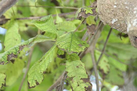 Слика од Cordia alliodora (Ruiz & Pav.) Oken