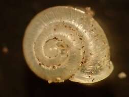 Image of eccentric grass snail