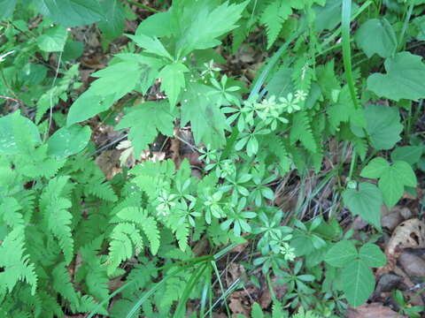 Image of Galium dahuricum Turcz. ex Ledeb.