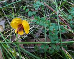 Image of Bossiaea cordigera Hook. fil.