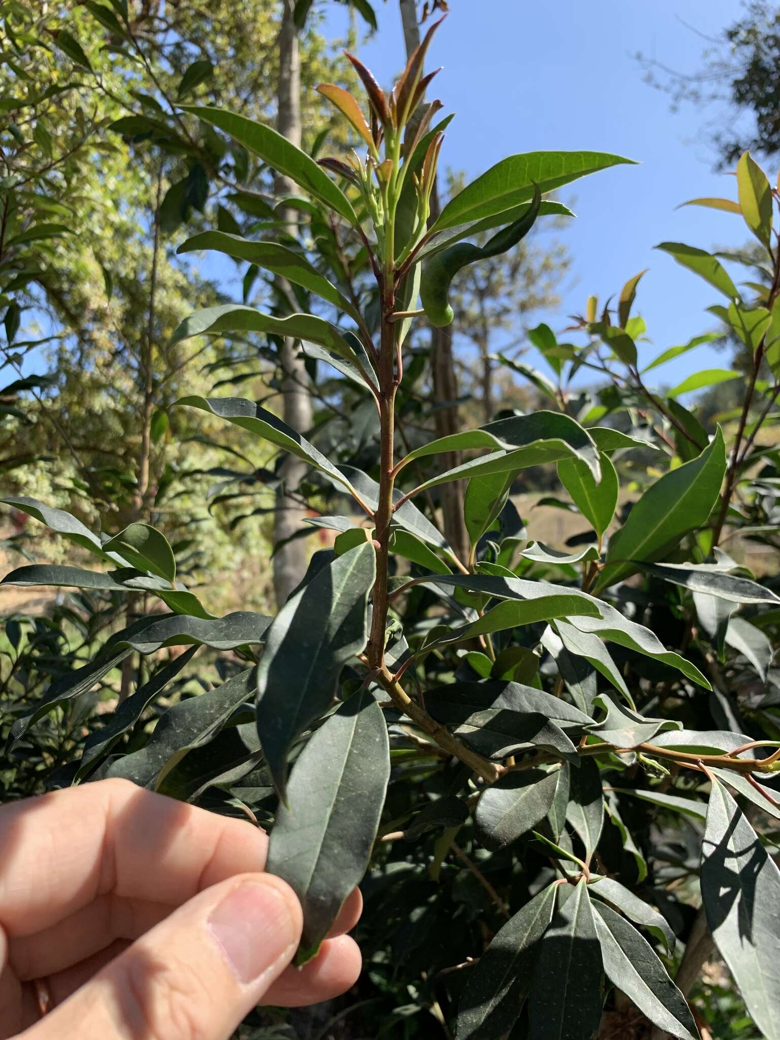 Image of Ilex mitis (L.) Radlk.