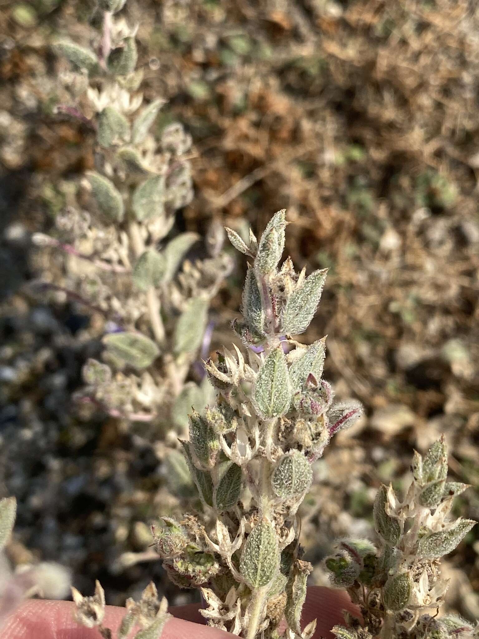 Trichostema ovatum Curran resmi