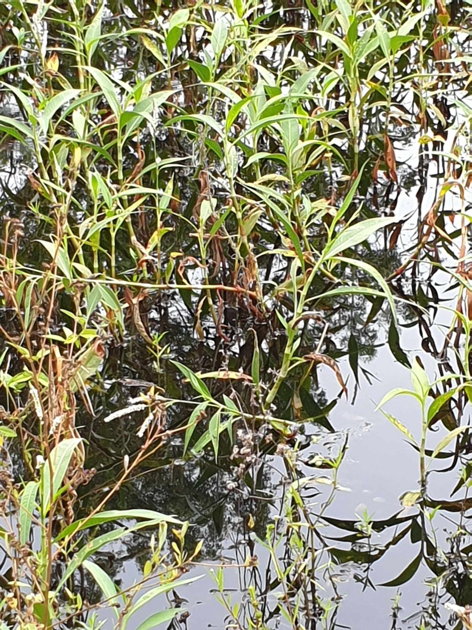 Image de Persicaria attenuata (R. Br.) Sojak