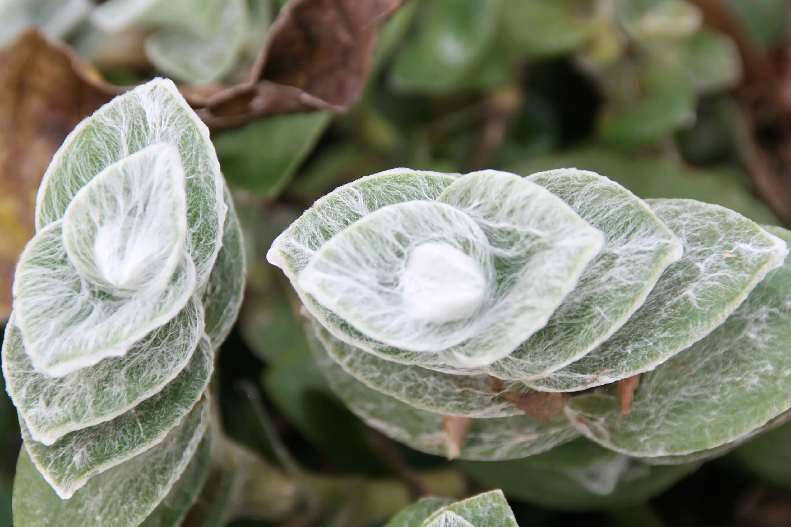 Image of Tradescantia sillamontana Matuda