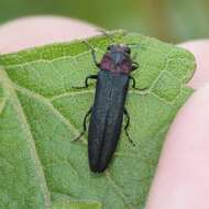 Imagem de Agrilus huachucae Schaeffer 1905