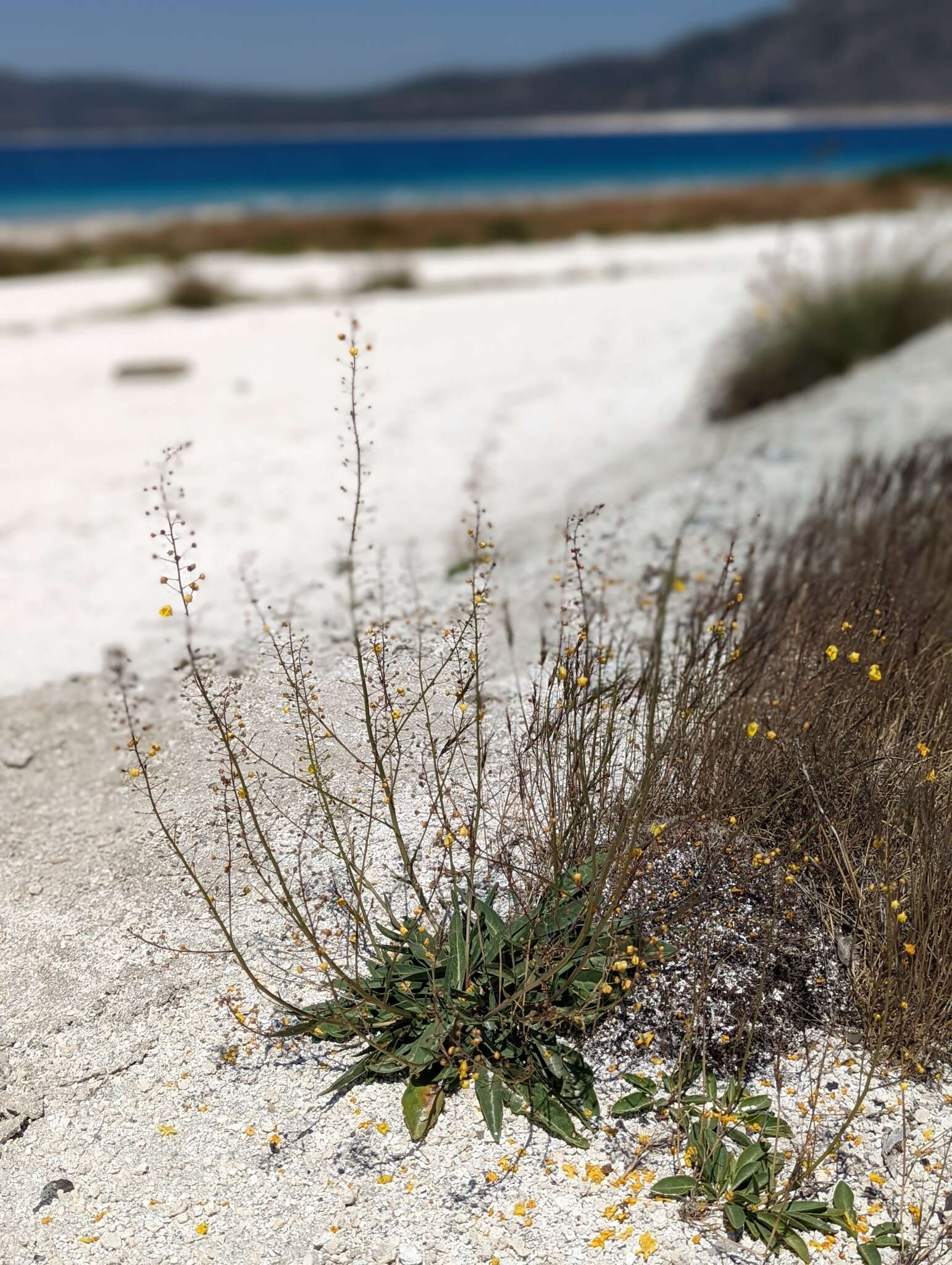 Image of Verbascum pyroliforme subsp. dudleyanum (Hub.-Mor.) Karavel. & Aytaç