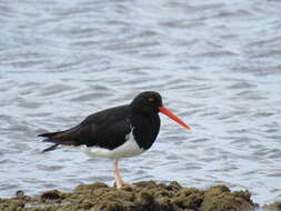 Image of Magellanic Oystercatcher