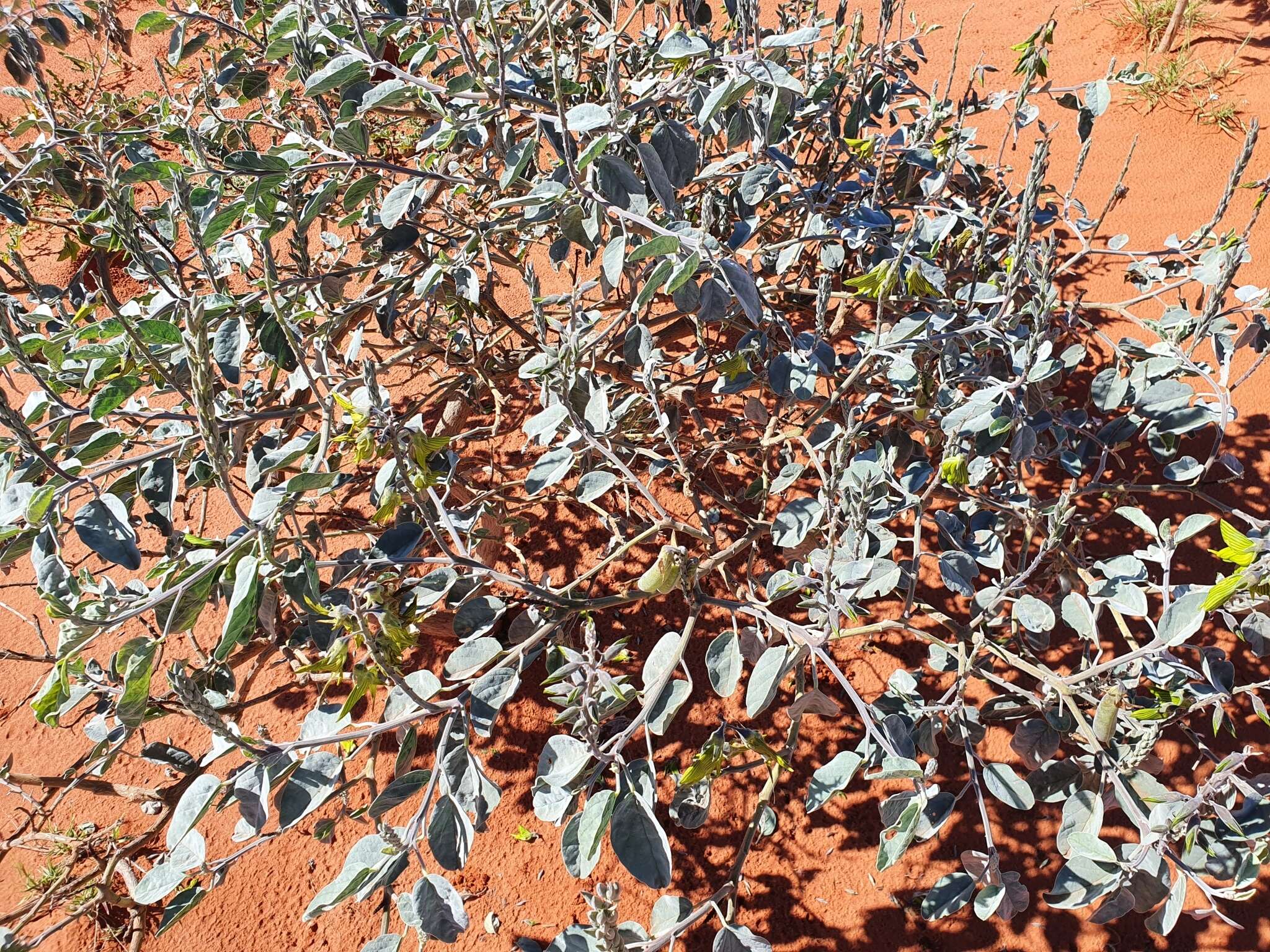 Image of Birdflower Rattlepod