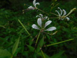 Image of toothed spiderflower