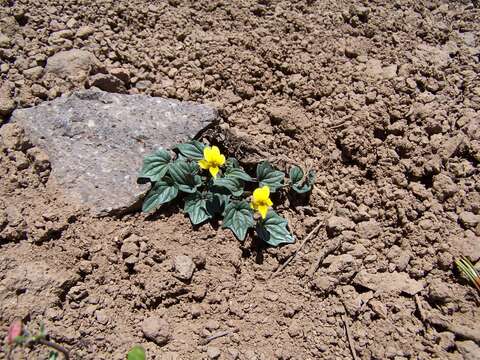 Image of goosefoot violet