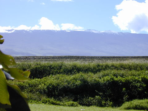 Image of white leadtree