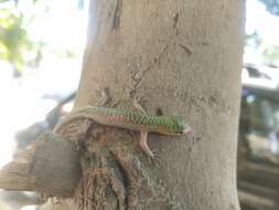 Image of Emerald Skink