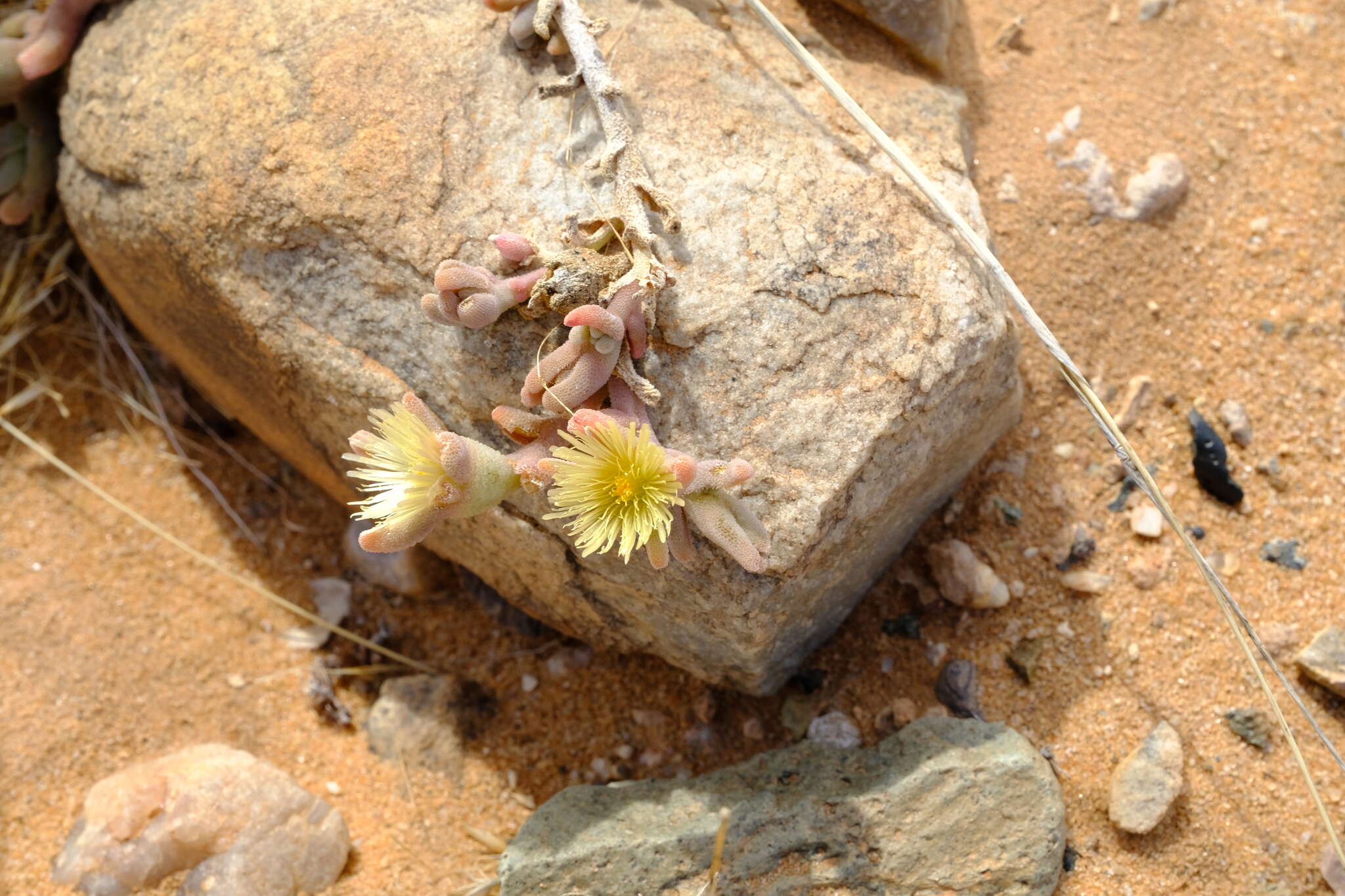 Image of Mesembryanthemum oculatum N. E. Brown