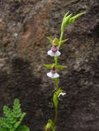 Sivun Neobolusia tysonii (Bolus) Schltr. kuva