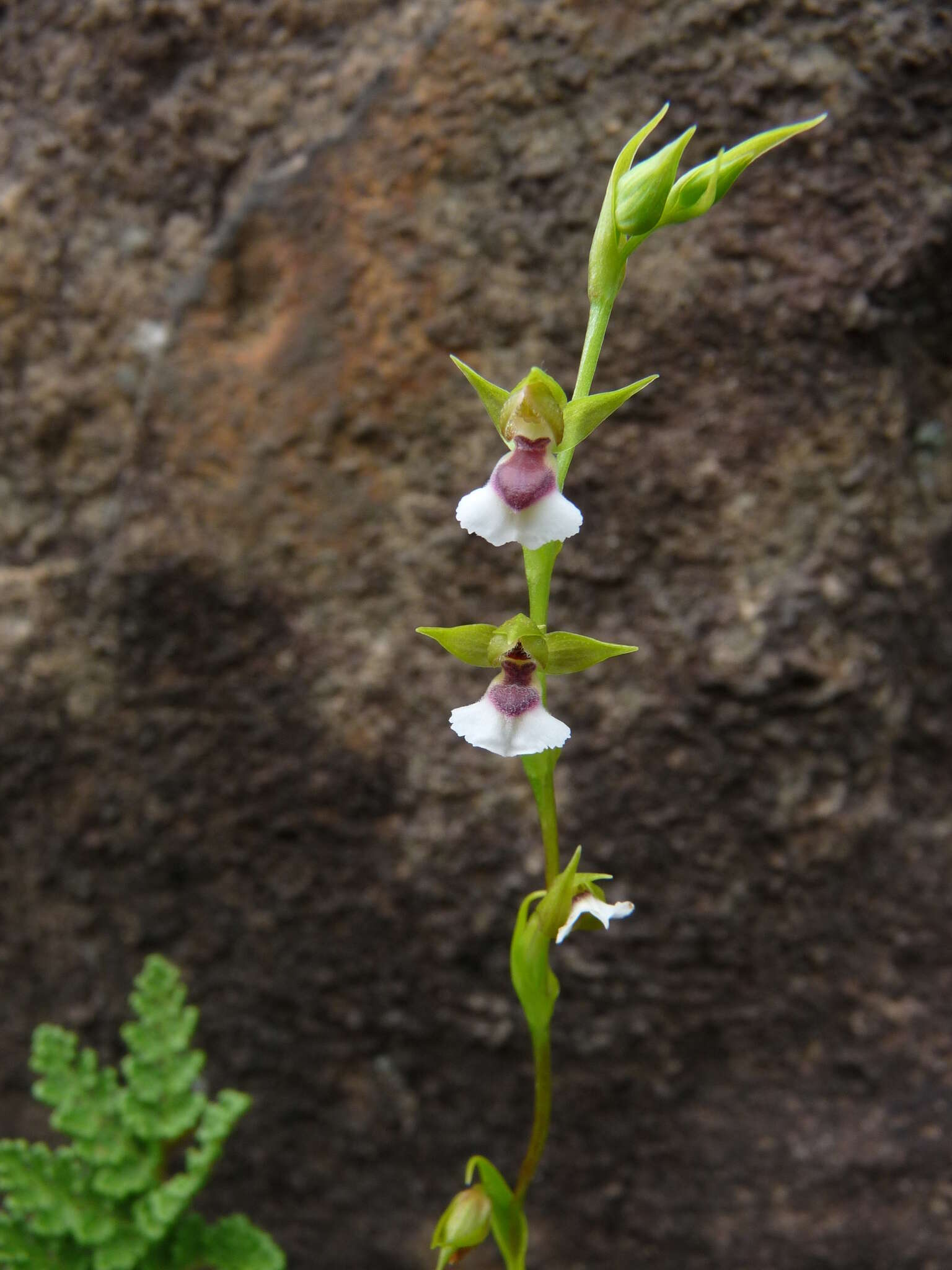 Image of Neobolusia tysonii (Bolus) Schltr.