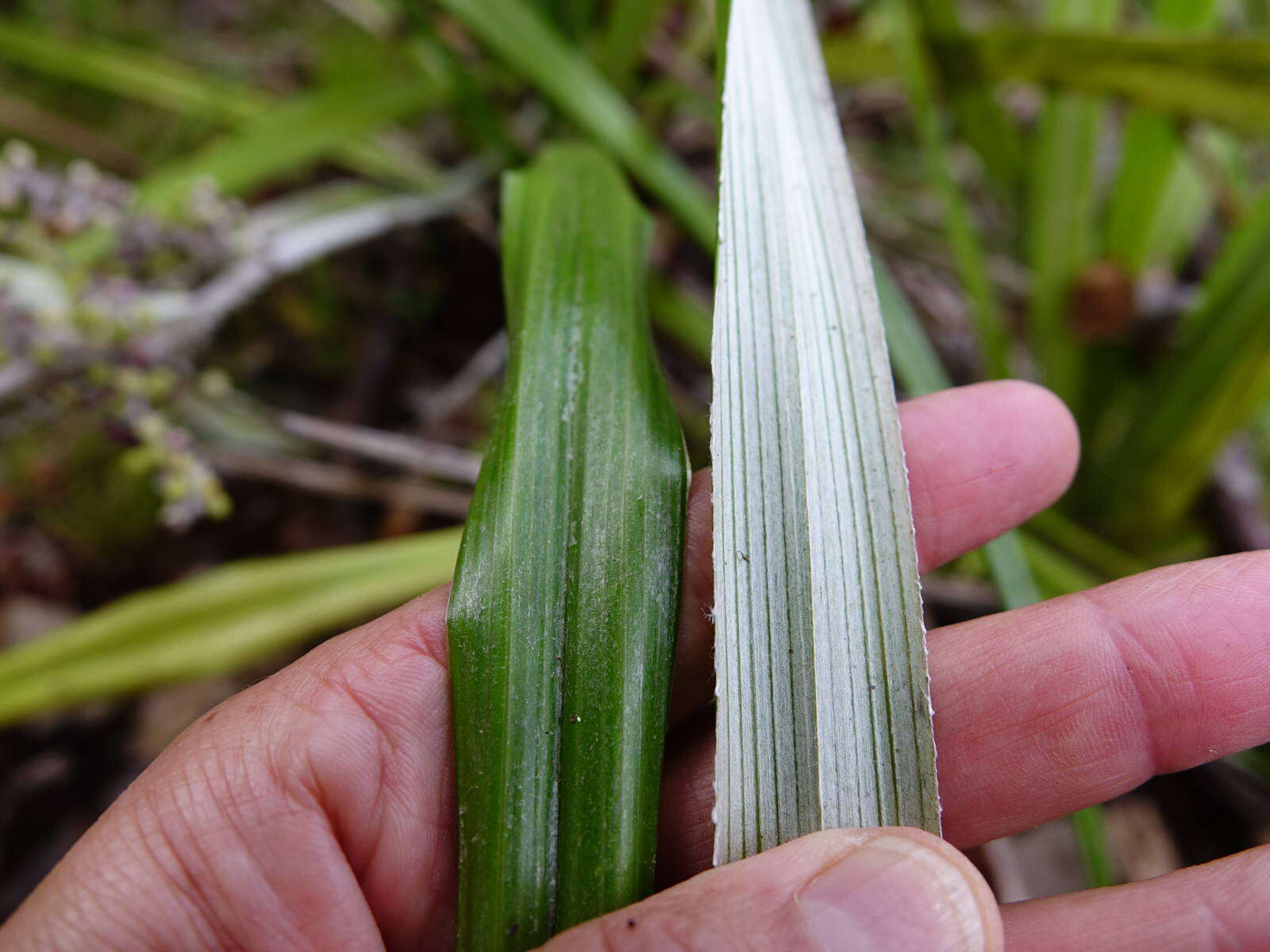 Astelia banksii A. Cunn.的圖片