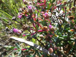 Image of Ruschiella lunulata (A. Berger) Klak