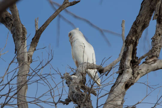 Image of Long-billed Corella