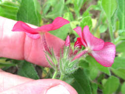 Image of Wilcox's phlox