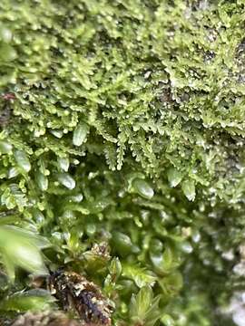 Image of Fuscocephaloziopsis lunulifolia (Dumort.) Vána & L. Söderstr.