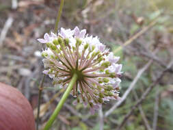 Image of Trachymene incisa Rudge