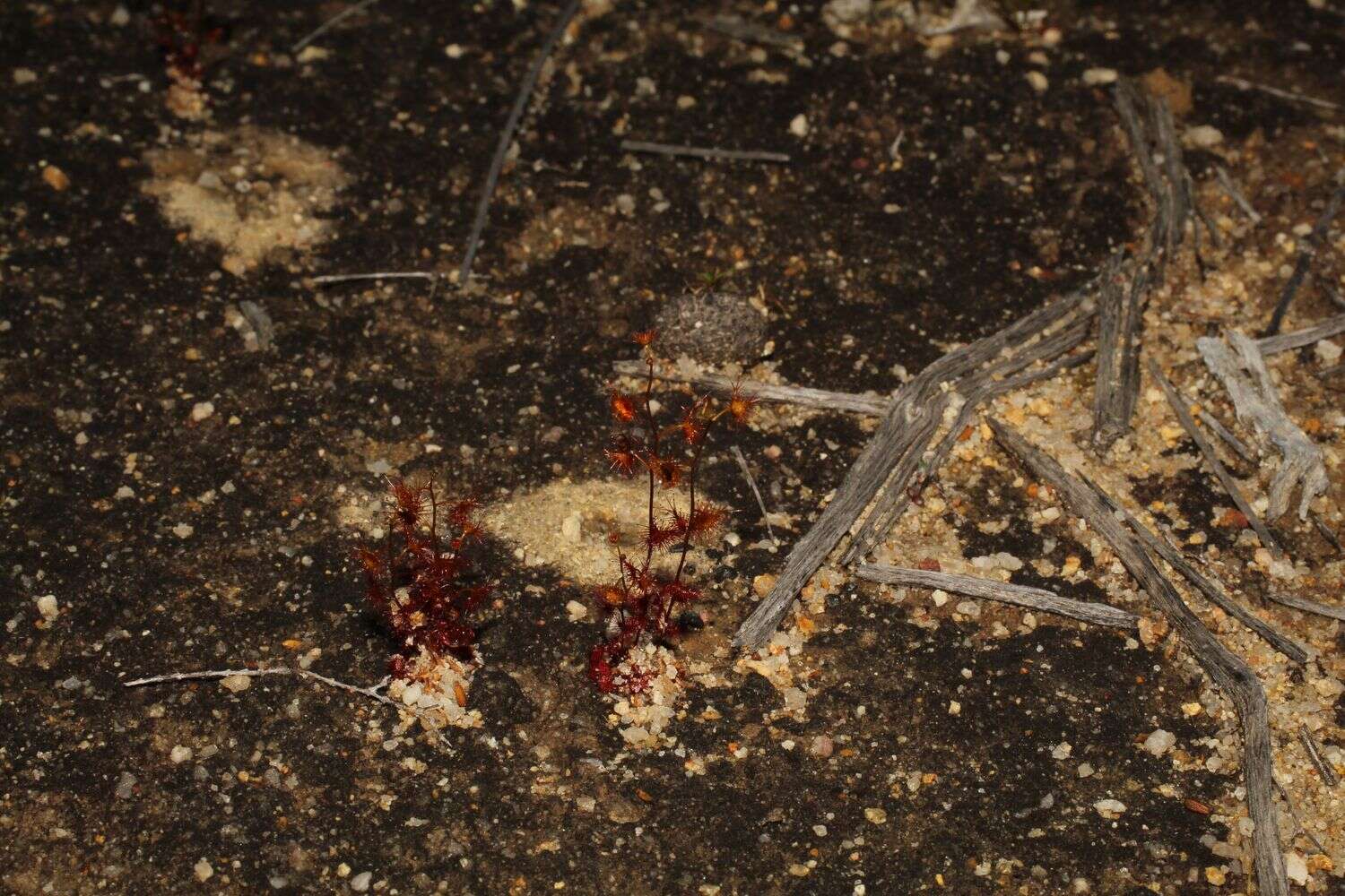 Image of Drosera peltata Thunb.