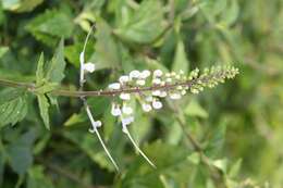 Image of Orthosiphon aristatus var. aristatus