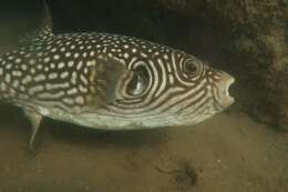 Image of Reticulated Blow Fish