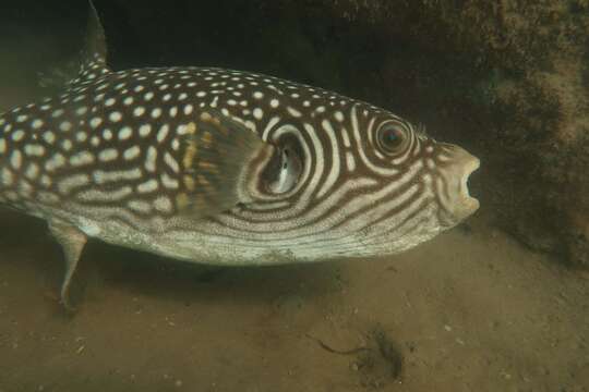 Image of Reticulated Blow Fish