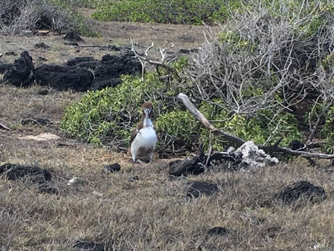 Image of North Pacific albatross