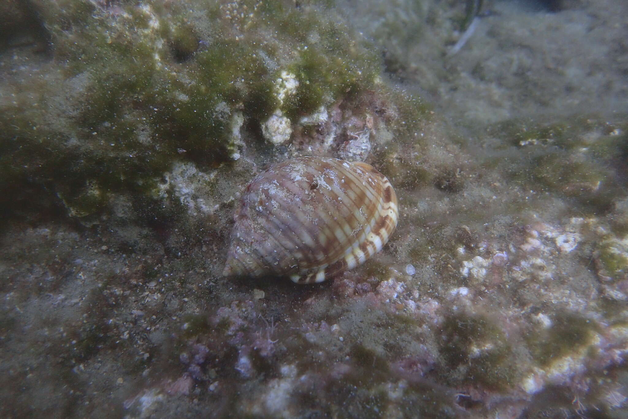 Image of Mediterranean bonnet