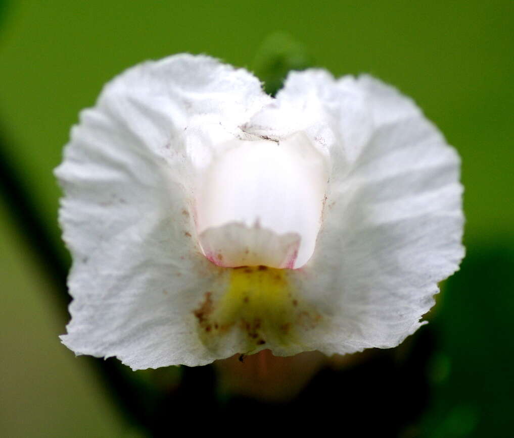 Image of Costus arabicus L.