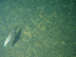 Image of Yellowtail rockfish