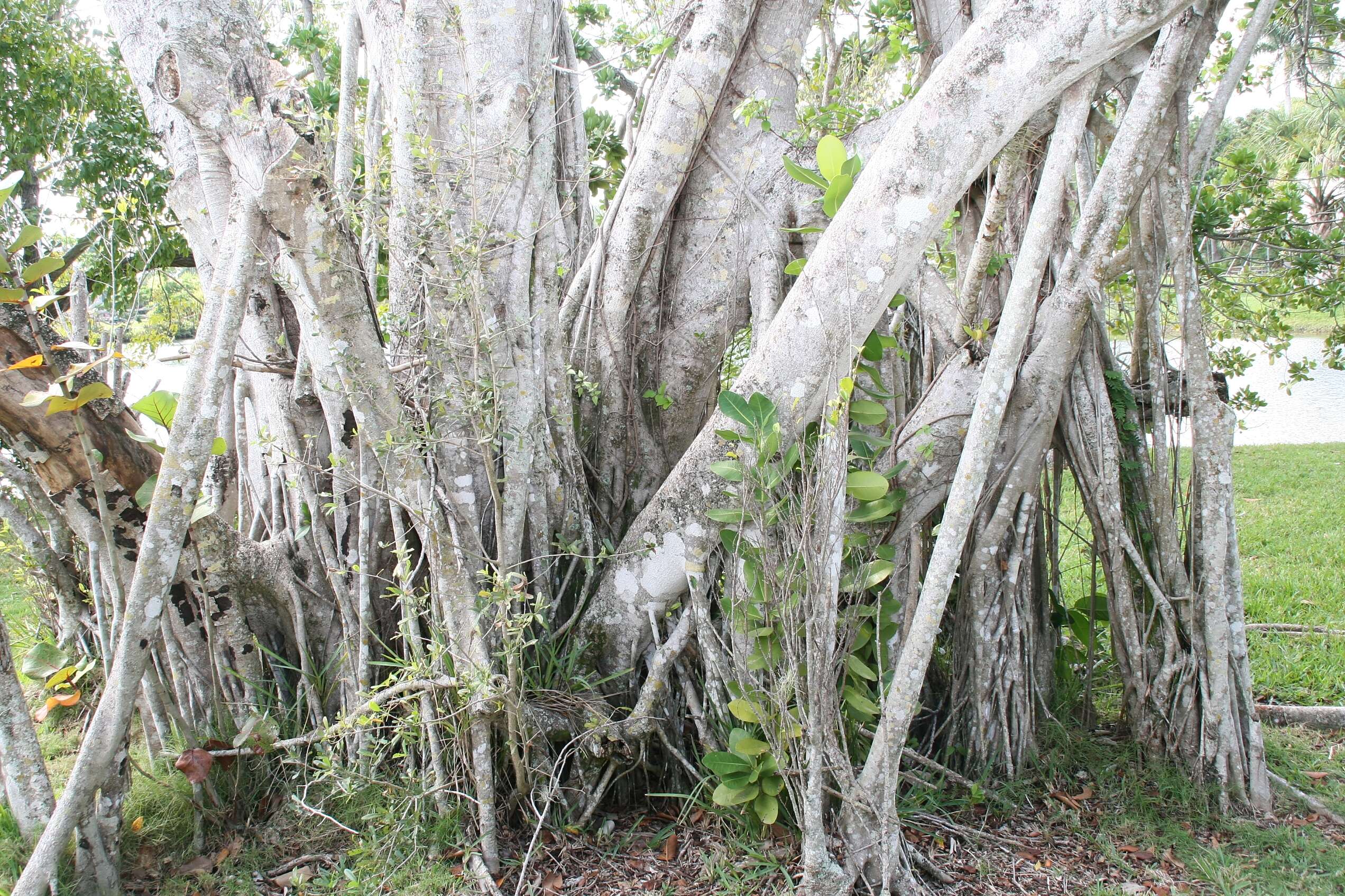 Image of Chinese banyan