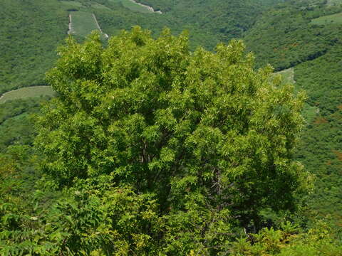 Image of Fraxinus purpusii Brandegee