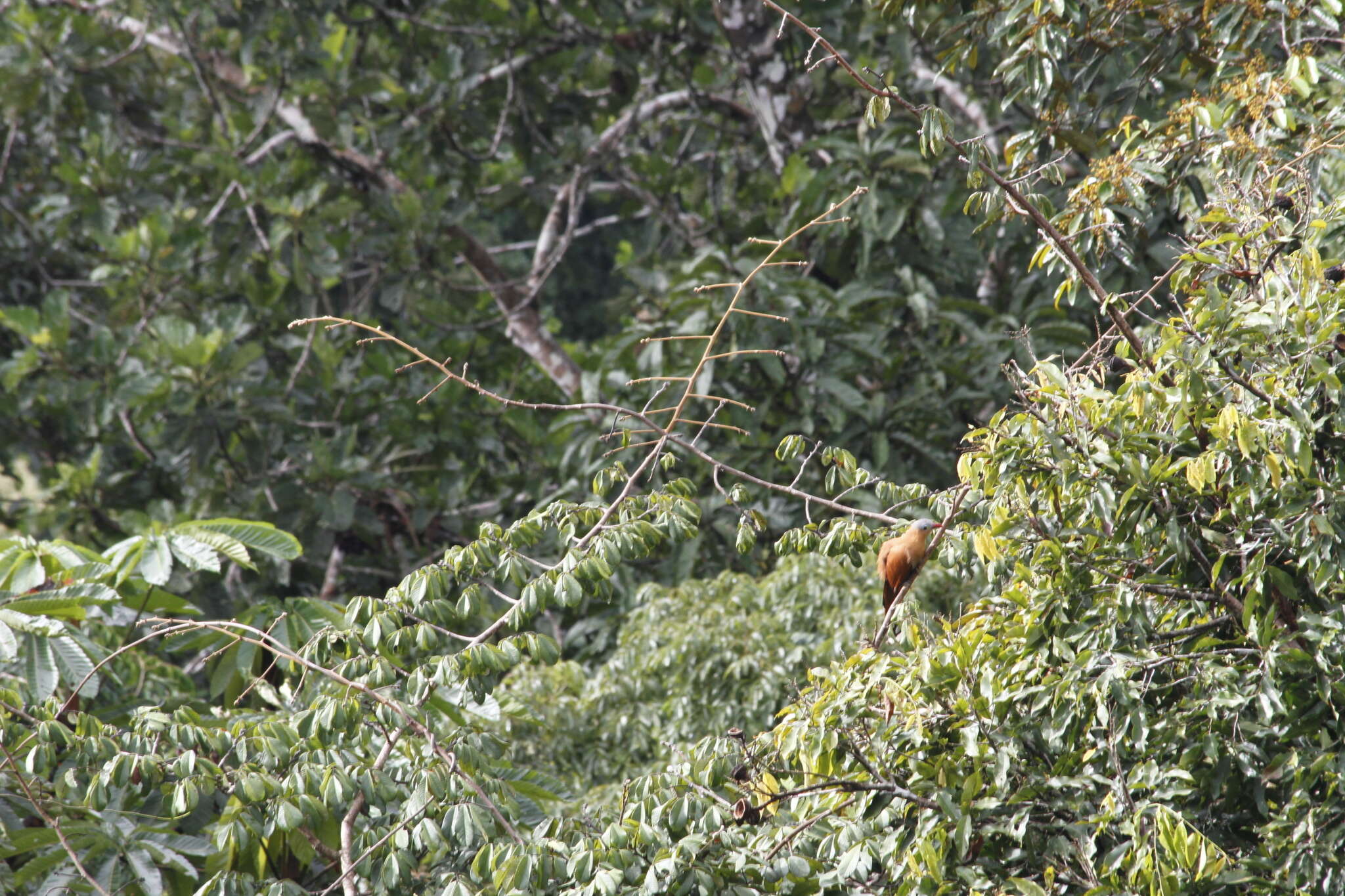 Image of Black-bellied Cuckoo