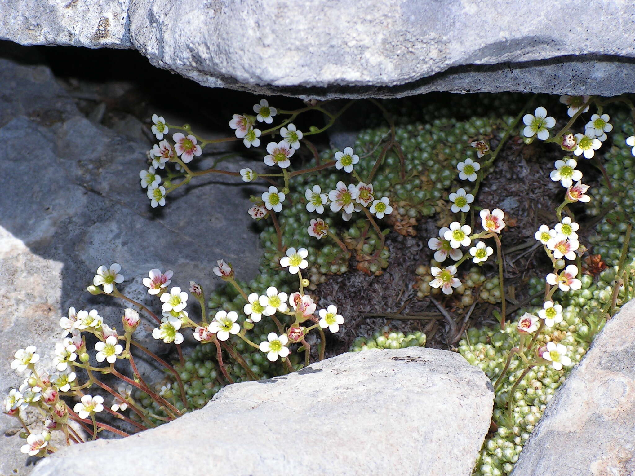 Plancia ëd Saxifraga erioblasta Boiss. & Reuter