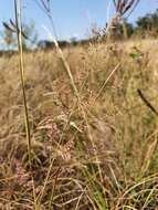 Image of Gumgrass